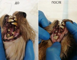 ультразвуковая чистка зубов собаке